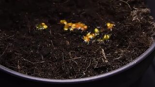 Real-Time Tomato Growth 🍅🌱 | From Green Tomato to Ripe Red Fruit