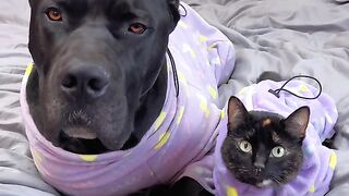 When Your Giant Mastiff Thinks He’s A Cat! 🙈 Wait Till The End! 😂