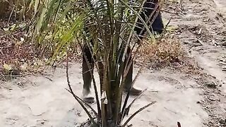 Fertilizing Young Oil Palm - Daily Work in Oil Palm Plantation Lampung Indonesia*