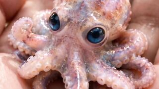 Adorable Tiny Octopus with Big Blue Eyes 🐙💙 | Cute Sea Creature