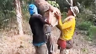Extreme Hard Work - Man Carrying Huge Heavy Log Alone On His Shoulder To The Truck*