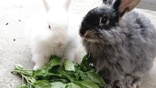 Bunny breakfast