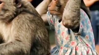 monkey selling things