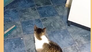 OLHA AI O BRAIA ADAS SÓ OBISERVANO