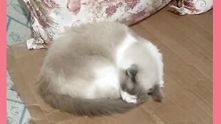 VEJÁ MINHA GATA CHANDE