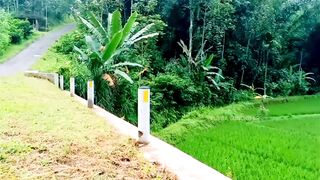 Through the Valley: A Scenic Road in the Emerald Fields