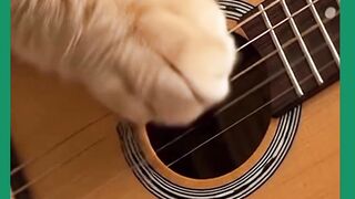 GATO TOCANO VIOLÃO