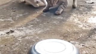GATOS APRONTANO 3