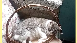 GATO JOSÉ DORMINO 2