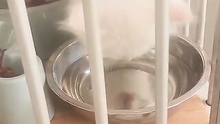Baby cat 21