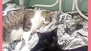 MEUS QUERIDOS GATOS NA CAMA
