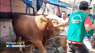Angry Bull Charges Suddenly! A Shocking Bull Attack Caught on Camera! 😱