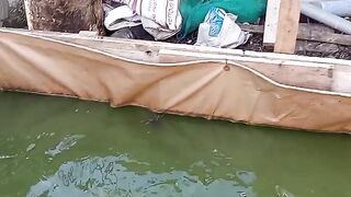 Fishing Catfish Spit
