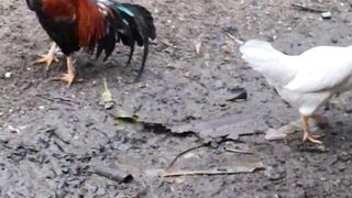 A Rooster and a White Hen Enjoying Their Day on the Farm