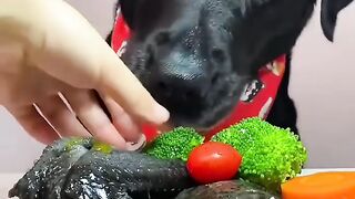Dog Mukbang: Black Chicken & Seafood Feast!
