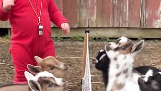 Goat playing game