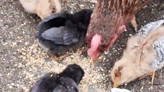 A Mother Hen Feeding Her Adorable Chicks on the Farm 🐔🐣
