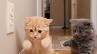 cute cat 69