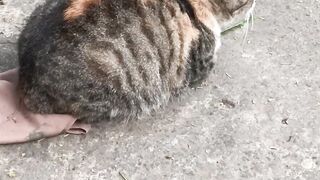 This Cat Is Too Relaxed to Care About Anything!