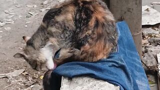Caught in the Act! This Cat Takes Grooming Very Seriously