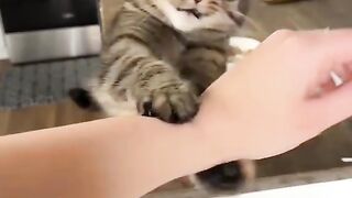 ​POV: Having a Cat Whose Behavior is Beyond Reason 😭🤣