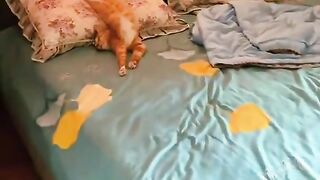 ​Orange Cat Sleeping Acrobatically: Looks Like It's No Longer Used! 😭🤣
