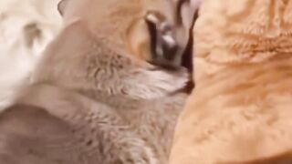 Why cats  so much loves milks