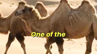 Camels Find Life-Saving Snow in Gobi