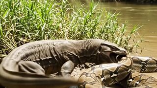 komodo vs snake