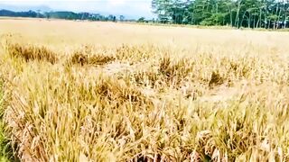 Golden Waves of Abundance: The Beauty of Harvest Season