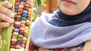 Harvesting colorful corn👍❤️