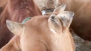 Try Not To LAUGH! 😂 Funniest Animal Moments Caught On Camera! 🐾