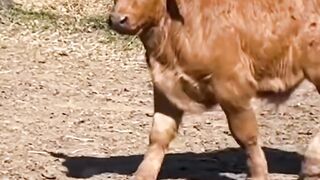 Sapi brangos