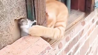 Persahabatan kucing dan tikus