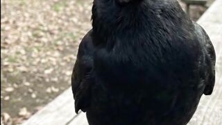 🐦‍⬛ O Corvo Que Nunca Esquece Seu Rosto!.mp4