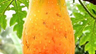 Papaya Growth in Real Time | From Tiny Seedling to Beautiful Papaya Plant 🌱