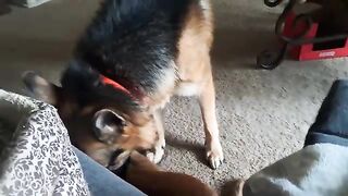 Fur-roucious