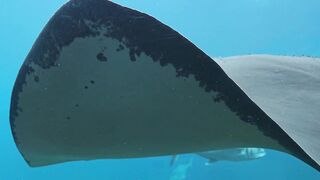 Giant Stingray Swimming Up Close 🌊😮 | Incredible Underwater Encounter