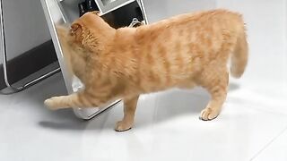 Kucing oren ngambek sama dirinya sendiri