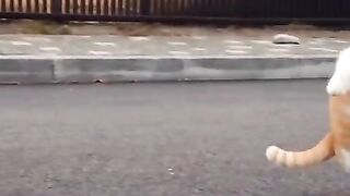 This Cat Walks Like a HUMAN! 😳🐱 Wait Until You See Its Moves! 😂🔥