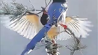 Graceful ✨💖 Bird 🕊️🕊️