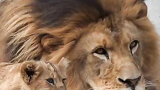 King 👑 and price 👑💖