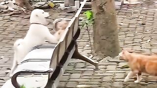 You WON'T Believe What This Dog & Cat Did! 😭🐶🐱 (Wait Till End!)