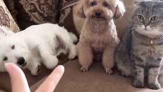 The Funniest Dogs & Cats You’ll See Today! 🐶😹 Wait for the End!