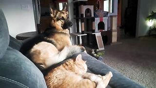 Couch potatoes
