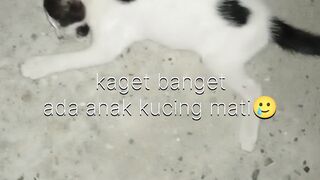 kitty🥲