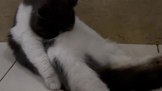 Boni the cat
