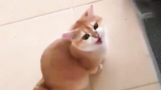 the wonderful world of cute cats 01