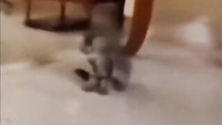 the wonderful world of cute cats_02