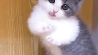 the wonderful world of cute cat_08